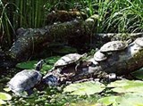 Европейская болотная черепаха (семейство)