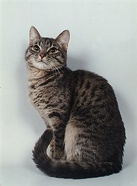 Европейская короткошерстная кошка (голубая пятнистая)