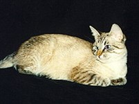 Европейская короткошерстная кошка (колор-пойнт)