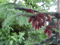 Ель сибирская – Picea obovata Ledeb