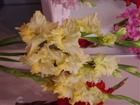 Есенинская Грусть [Род гладиолус (шпажник) – Gladiolus L.]