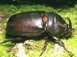 ЖУК-носорог (Scarabaeidae)