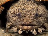 Жабообразные (Леопардовая рыба-жаба)