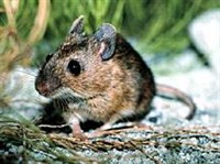 Желтогорлая мышь (Apodemus flavicollis)