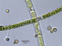 Желтозеленые водоросли (Перониелла)