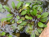 Жерушник земноводный – Rorippa amphibia (L.) Besser. (1)