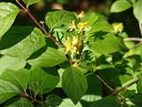 Жимолость золотистая – Lonicera chrysantha Turcz. (2)