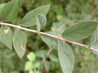 Жимолость пиренейская – Lonicera pyrenaica L. (1)