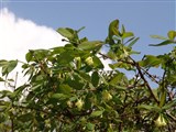 Жимолость синяя – Lonicera caerulea L. (4)