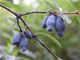 Жимолость синяя – Lonicera caerulea L. (5)