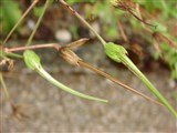 Журавельник журавлиный – Erodium gruinum (L.) L Herit. (2)