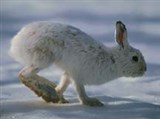 Заяц-беляк (зимой)
