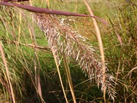 Зизания широколистная – Zizania latifolia (Griseb) Stapf.