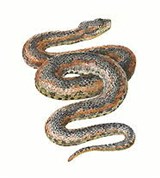 Змеи (гадюка кавказская)