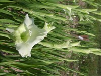 Золотой Улей [Род гладиолус (шпажник) – Gladiolus L.]