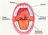 Зубы (расположение)