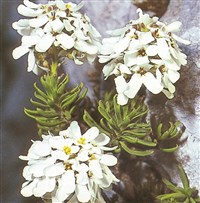 Иберис скальный – Iberis saxatilis L.