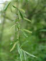 Ива белая, серебристая, ветла – Salix alba L. (3)