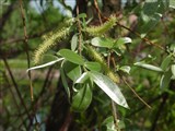 Ива белая, серебристая, ветла – Salix alba L. (5)