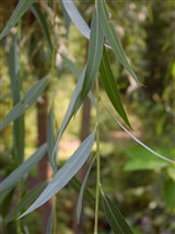 Ива белая, серебристая, ветла – Salix alba L. (6)