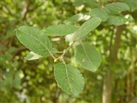 Ива козья, бредина – Salix caprea L. (1)