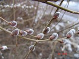 Ива козья, бредина – Salix caprea L. (2)