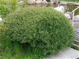 Ива конопляная, прутовидная, корзиночная – Salix viminalis L. (2)