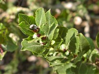 Ива копьевидная – Salix hastata L.