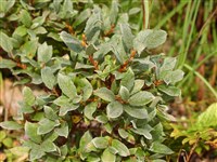 Ива лапландская, лопарская – Salix lapponum L.