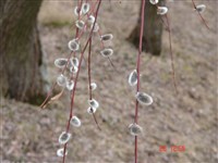 Ива остролистная, верба красная, шелюга красная, краснотал, верболаз – Salix acutifolia Willd.