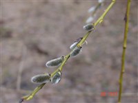 Ива пепельная, серая – Salix cinerea L. (1)