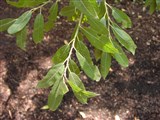 Ива пепельная, серая – Salix cinerea L. (2)