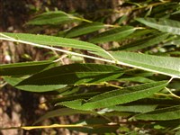 Ива плакучая – Salix x pendulina Wender