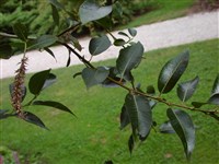 Ива пятитычинковая, лавролистная, чернотал – Salix pentandra L. (1)
