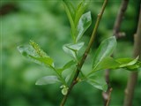Ива пятитычинковая, лавролистная, чернотал – Salix pentandra L. (2)