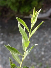 Ива розмаринолистная – Salix rosmarinofolia L.