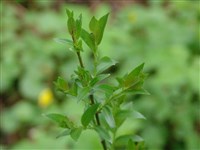 Ива трехтычинковая, миндальная, лоза, белотал – Salix triandra L. (1)
