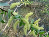 Ива трехтычинковая, миндальная, лоза, белотал – Salix triandra L. (2)