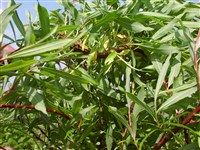 Ива удская, сахалинская – Salix udensis Trautv.