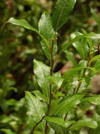 Ива филиколистная – Salix phylicifolia L.