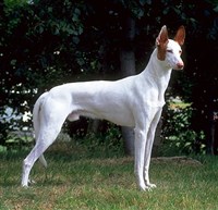 Ивисская собака