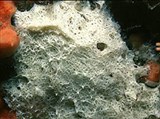 Известковые губки (Кальцинейные губки вида Clathrina coriacea)