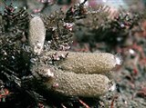 Известковые губки (Фаретронные губки вида Scypha ciliata)