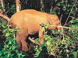 Индийский Слон (Суматра)