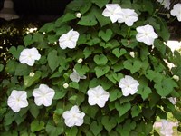 Ипомея белая, луноцвет мелкошиповатый, лунный цветок – Ipomoea alba L. (1)