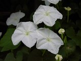 Ипомея белая, луноцвет мелкошиповатый, лунный цветок – Ipomoea alba L. (2)
