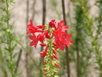 Ипомопсис красный – Ipomopsis rubra (L.) Wherry.