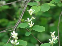 Ирга колосистая – Amelanchier spicata (Lam.) K.Koch. (1)