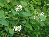 Ирга ольхолистная – Amelanchier alnifolia Nutt.