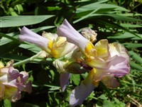 Ирис Хуга, Гуга – Iris hoogiana Dykes